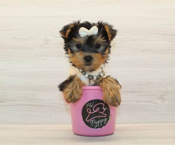 Lychee - Tiny Teacup Yorkie Puppy - Image 5
