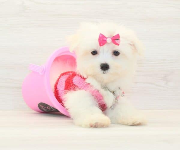 Alexis - Teacup Maltese Puppy - Image 5