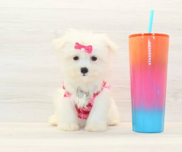 Alexis - Teacup Maltese Puppy - Image 2