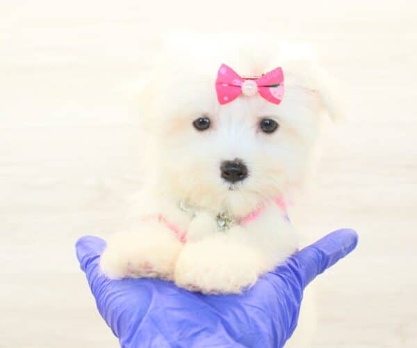 Alexis - Teacup Maltese Puppy - Image 4