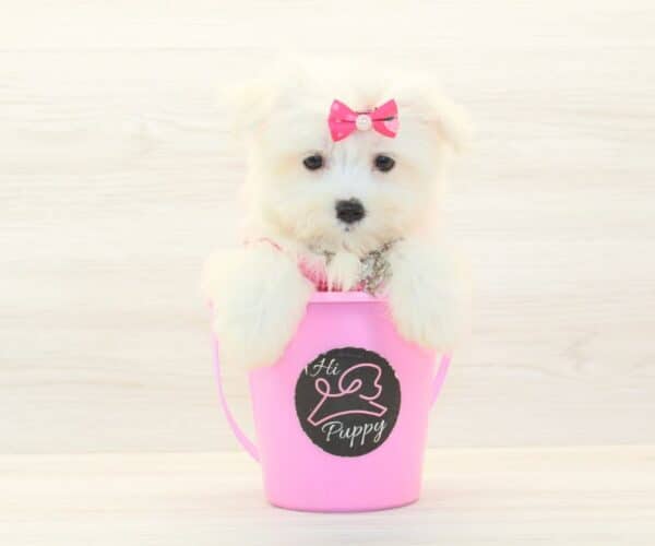 Alexis - Teacup Maltese Puppy - Image 3