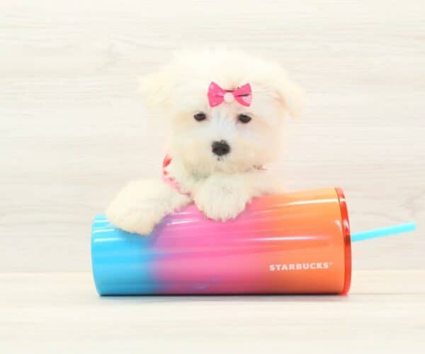 Alexis - Teacup Maltese Puppy