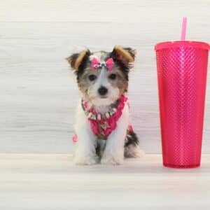 Amora – Teacup Biewer Yorkie Puppy