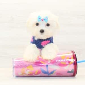 Ava - Teacup Maltese Puppy