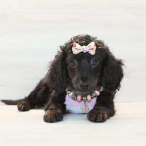 Anna Aawai - Toy Doxipoo Puppy