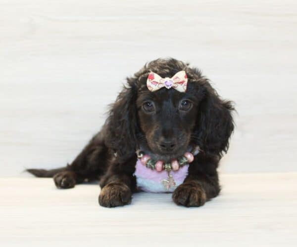 Anna Aawai - Toy Doxipoo Puppy - Image 2