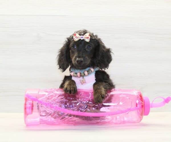 Anna Aawai - Toy Doxipoo Puppy - Image 3
