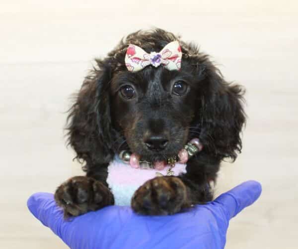 Anna Aawai - Toy Doxipoo Puppy - Image 4