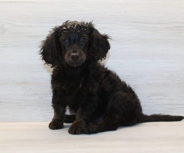 Anna Aawai - Toy Doxipoo Puppy - Image 5