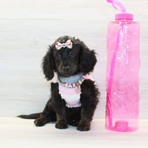 Anna Aawai - Toy Doxipoo Puppy