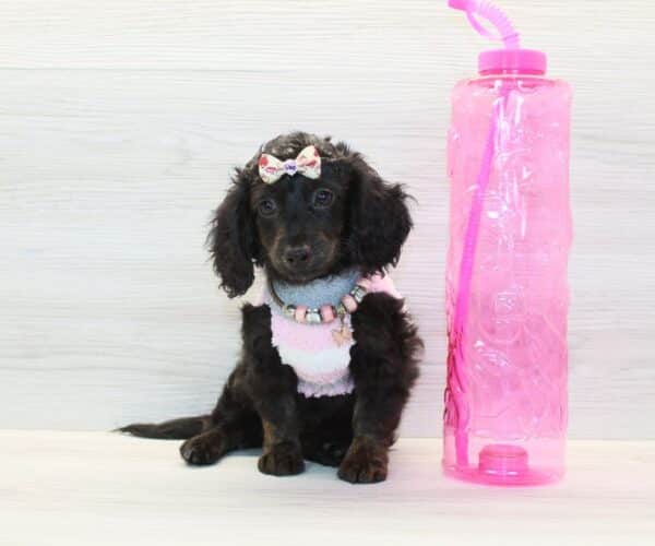 Anna Aawai - Toy Doxipoo Puppy