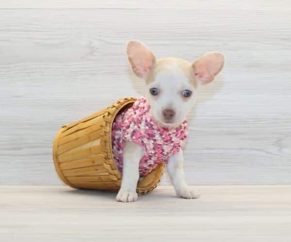 Aria - Toy Chihuahua Puppy - Image 2
