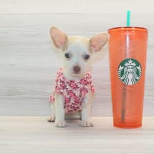 Aria - Toy Chihuahua Puppy