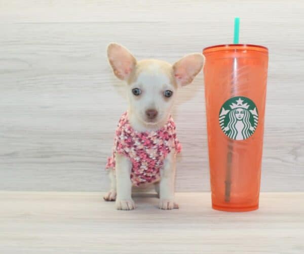Aria - Toy Chihuahua Puppy