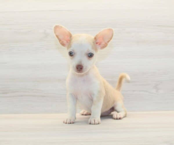 Aria - Toy Chihuahua Puppy - Image 5