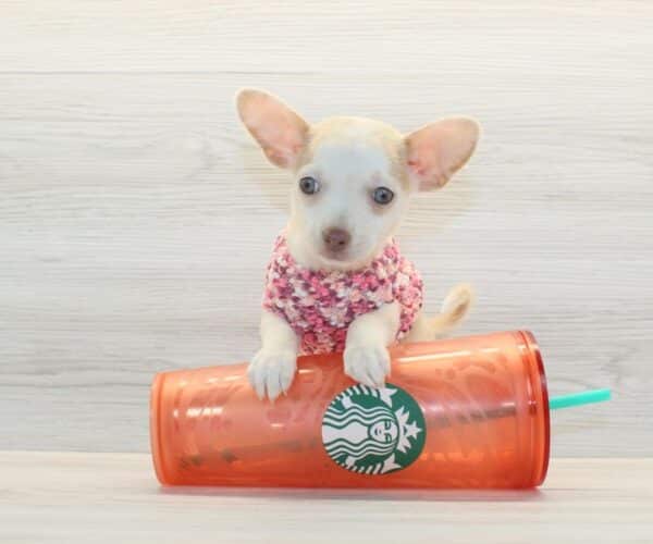 Aria - Toy Chihuahua Puppy - Image 3