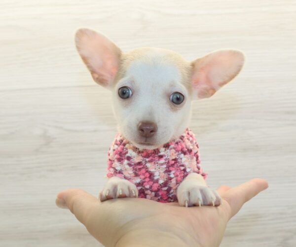 Aria - Toy Chihuahua Puppy - Image 4