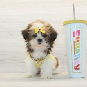 Bella - Toy Shih Tzu Puppy