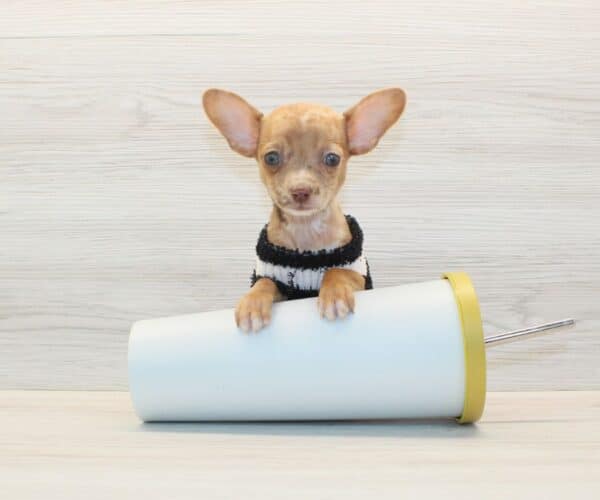 Benji - Tiny Teacup Chihuahua Puppy - Image 2
