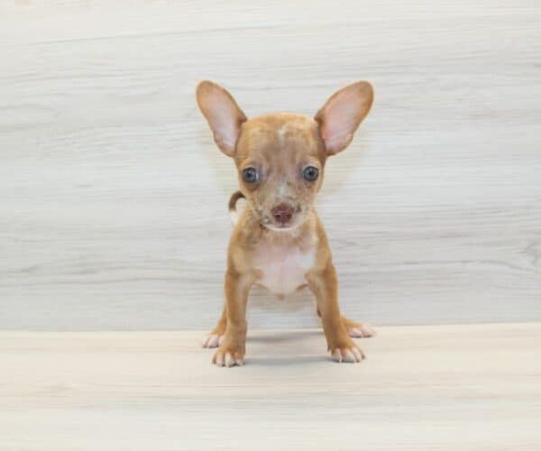 Benji - Tiny Teacup Chihuahua Puppy - Image 5