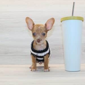 Benji - Tiny Teacup Chihuahua Puppy