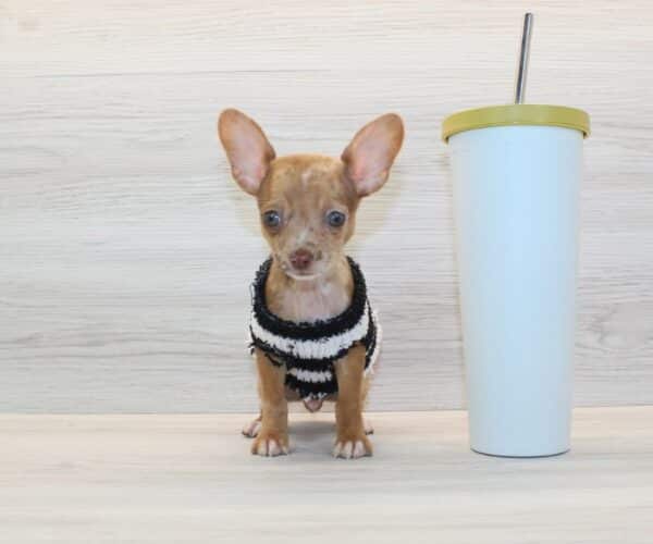 Benji - Tiny Teacup Chihuahua Puppy