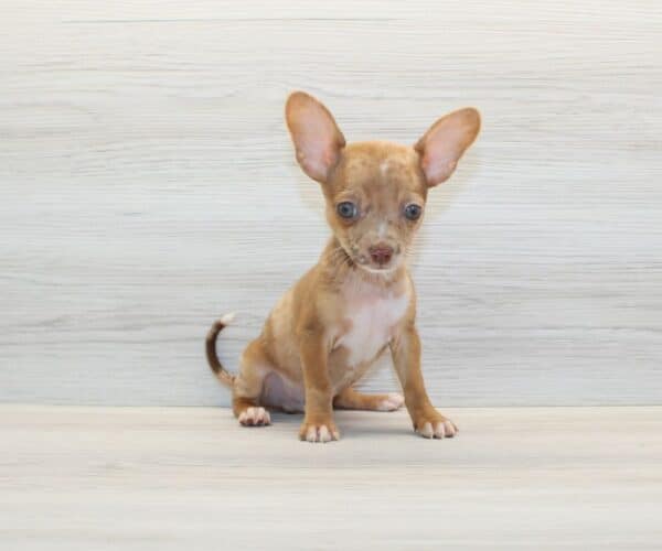 Benji - Tiny Teacup Chihuahua Puppy - Image 3