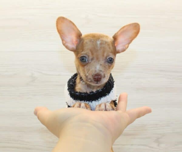 Benji - Tiny Teacup Chihuahua Puppy - Image 4