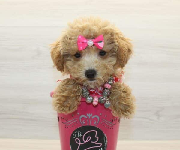 Berry - Teacup Maltipoo Puppy - Image 3