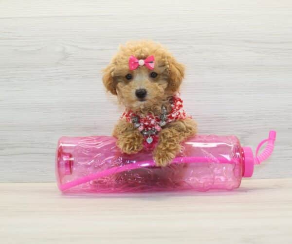 Berry - Teacup Maltipoo Puppy - Image 4