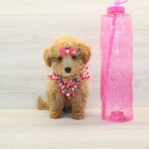 Berry - Teacup Maltipoo Puppy