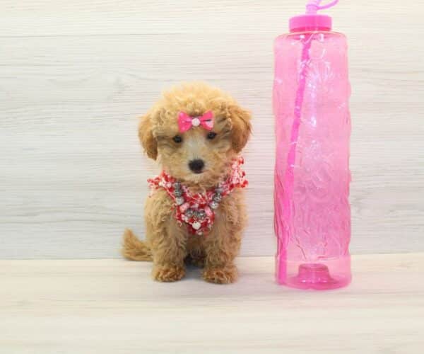 Berry - Teacup Maltipoo Puppy