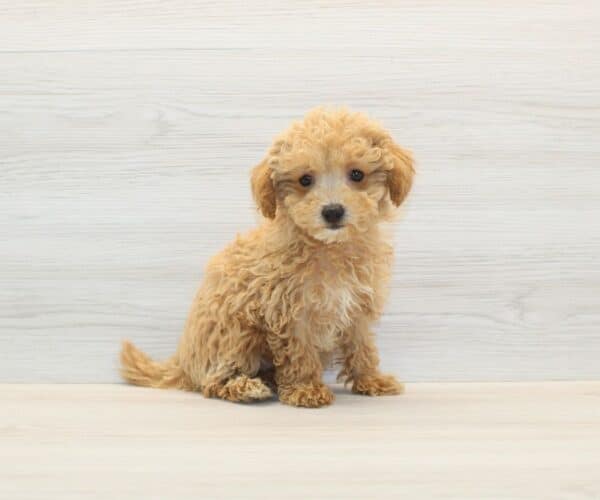 Berry - Teacup Maltipoo Puppy - Image 5