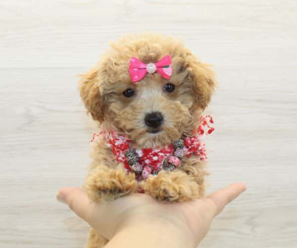Berry - Teacup Maltipoo Puppy - Image 2