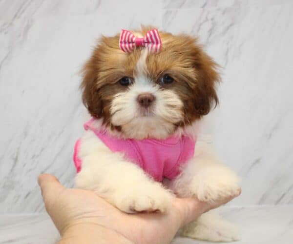 Boho Chic - Toy Shih Tzu Puppy - Image 2