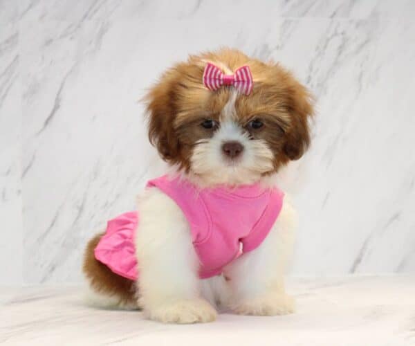 Boho Chic - Toy Shih Tzu Puppy - Image 3