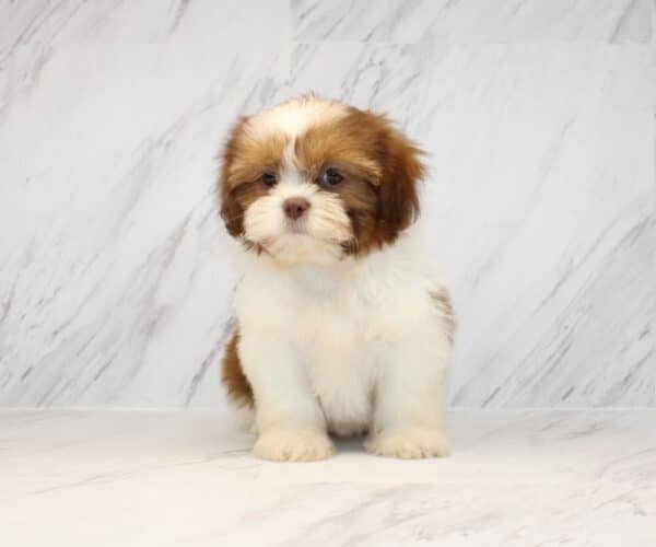 Boho Chic - Toy Shih Tzu Puppy - Image 6
