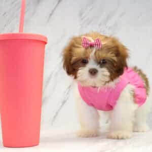 Boho Chic - Toy Shih Tzu Puppy