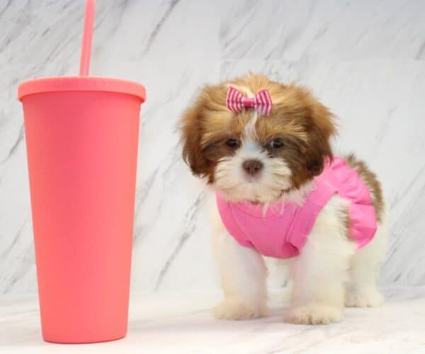 Boho Chic - Toy Shih Tzu Puppy