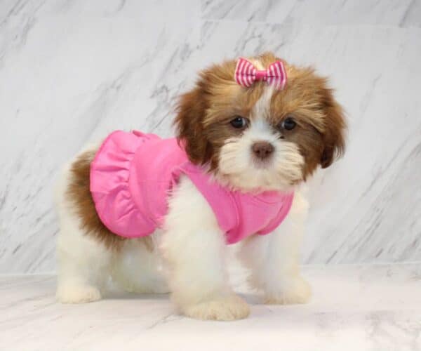 Boho Chic - Toy Shih Tzu Puppy - Image 5