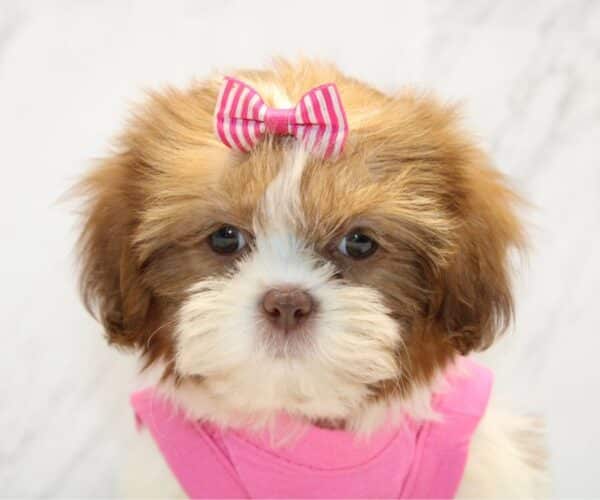 Boho Chic - Toy Shih Tzu Puppy - Image 4