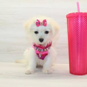 Bubble - Toy Pomapoo Puppy