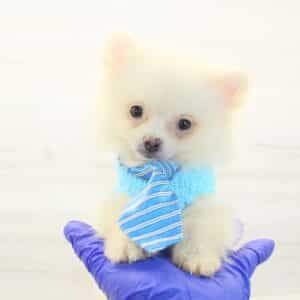 Button - Tiny Teacup Pomeranian Puppy