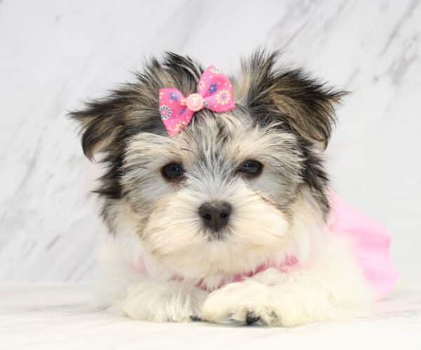 Canva - Teacup Morkie Puppy - Image 5