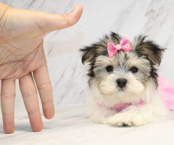 Canva - Teacup Morkie Puppy - Image 3