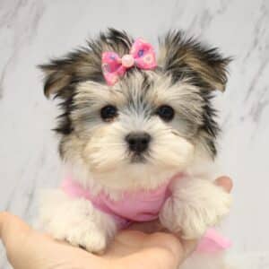 Canva - Teacup Morkie Puppy