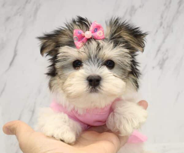 Canva - Teacup Morkie Puppy