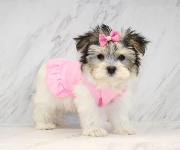 Canva - Teacup Morkie Puppy - Image 2