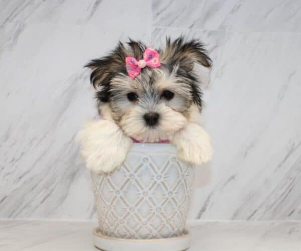Canva - Teacup Morkie Puppy - Image 4