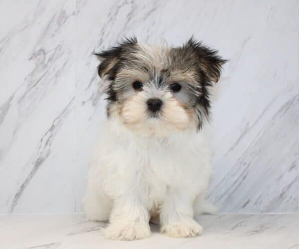 Canva - Teacup Morkie Puppy - Image 6